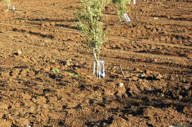 Come viene gestito il terreno dell Oliveto? Quando arare gli alberi di ulivo? inerbimento oliveto con trifoglio - inerbimento permanente oliveto