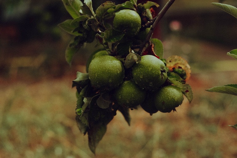 Klimabedingungen für Apfelbäume