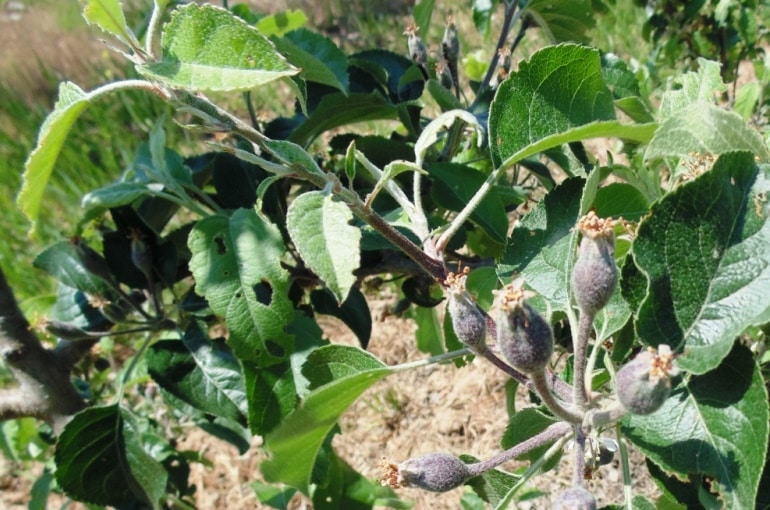 Schädlinge und Krankheiten von Apfelbäumen - Welche Schädlinge gibt es am Apfelbaum?
