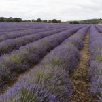Lavendeloogst – Welke maand lavendel oogsten? – Hoe wordt lavendel geoogst?
