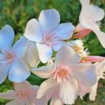 Nerium oleander - Wie pflege ich Nerium Oleander?