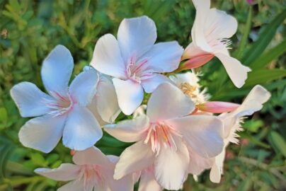 Nerium oleander – Wie pflege ich Nerium Oleander?