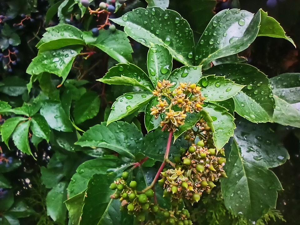 Parthenocissus – Jungfernreben – Parthenocissus quinquefolia