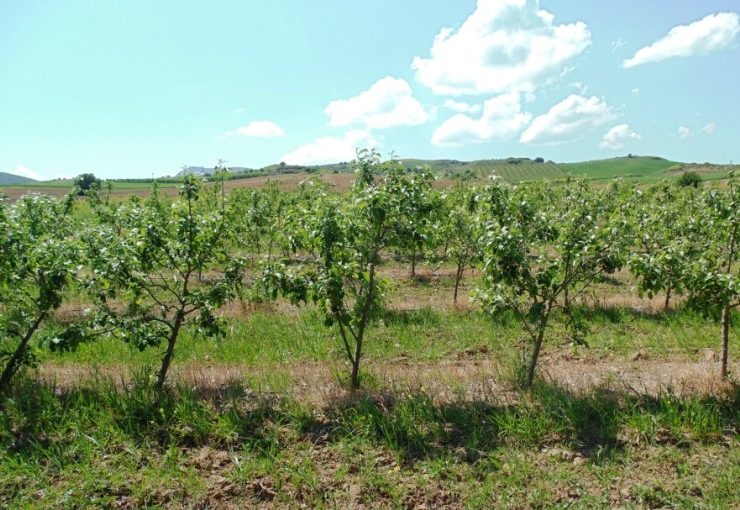 Quanti alberi di mele in un ettaro?