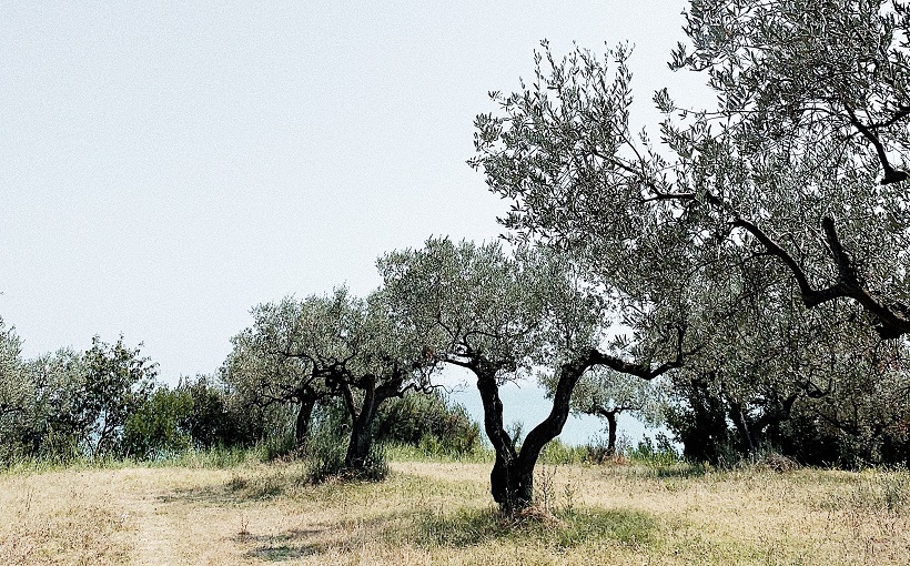 Potatura dell’olivo