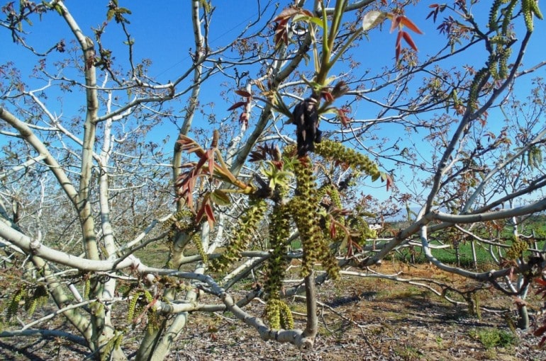 Propagazione e impollinazione degli alberi di noce inglese e nero