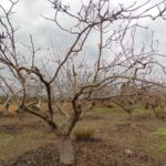 Requisiti idrici dell’albero di pistacchio