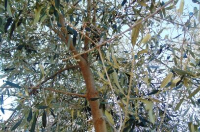 Snoeien van olijfbomen – Hoe vaak moet je een olijfboom snoeien?