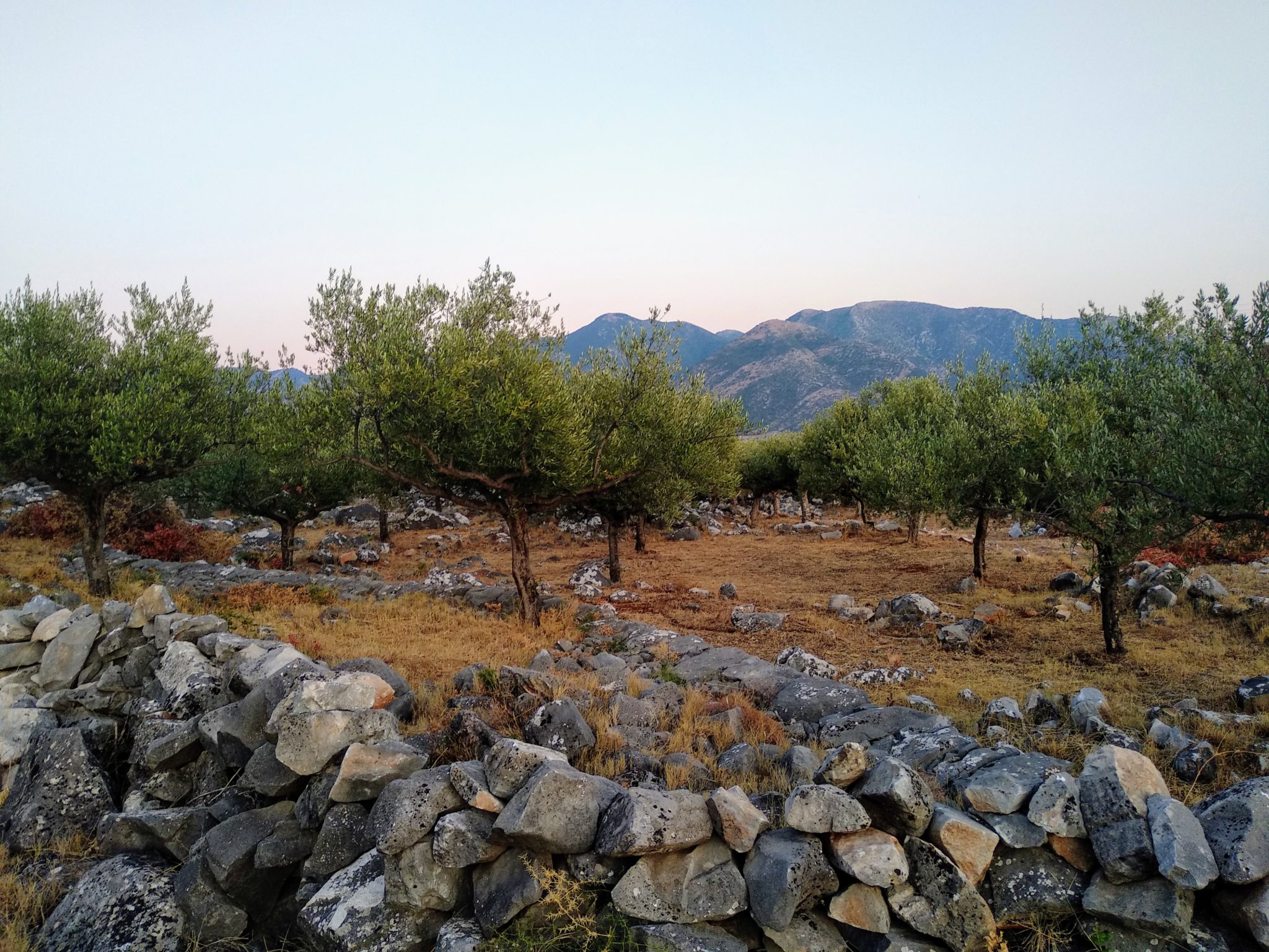 Vereisten voor olijfboombemesting – Hoe bemest ik een olijfboom? – Wanneer olijfboom bemesten?