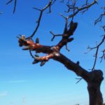 Voortplanting en bestuiving van walnotenbomen