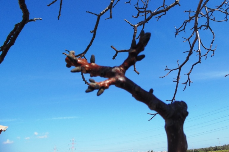 Voortplanting en bestuiving van walnotenbomen
