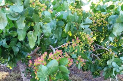 Vraag en antwoord voor pistachebomen