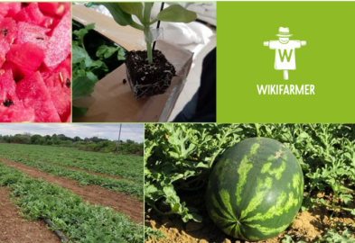 Watermeloenen kweken voor winst – Complete kweekgids van begin tot eind