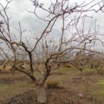 Watervereisten voor pistacheboom