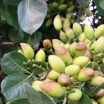 Ziekten en plagen van pistachebomen