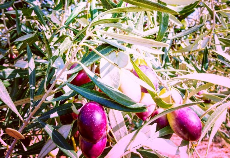 I sette errori più comuni nell'olivicoltura