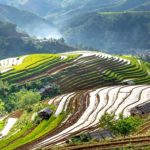 Campo di riso e preparazione del terreno