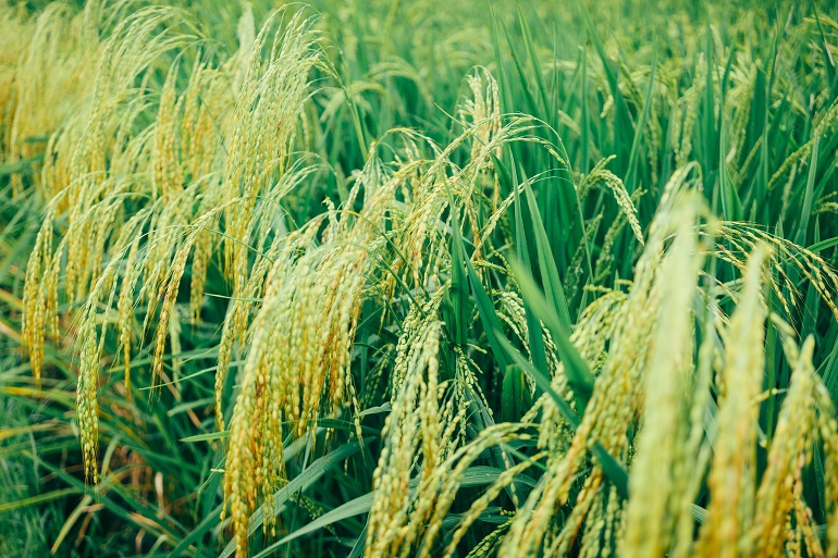 Raccolta del riso, resa per ettaro e stoccaggio