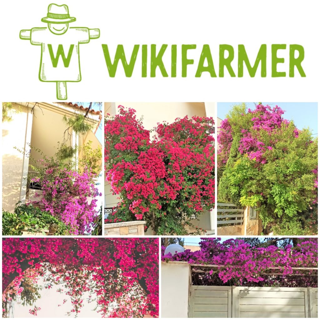 三角梅盆栽 Wikifarmer