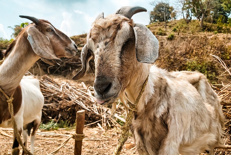 如何选择奶山羊或肉用山羊 Wikifarmer