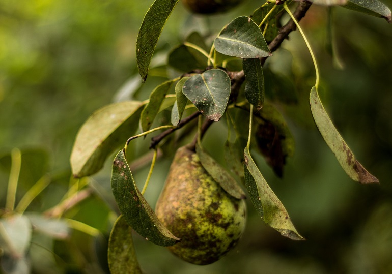 梨树的虫害和疾病