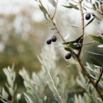 橄榄种植业中的7个常见错误