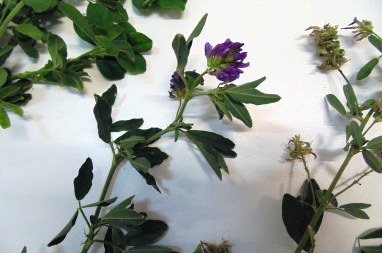 紫花苜蓿植物信息 Wikifarmer