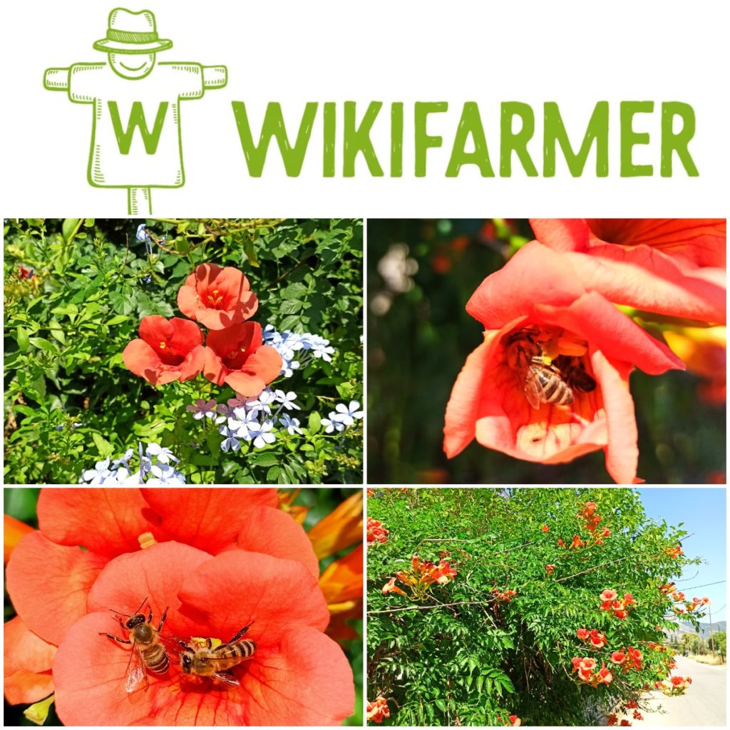 紫葳科 Wikifarmer