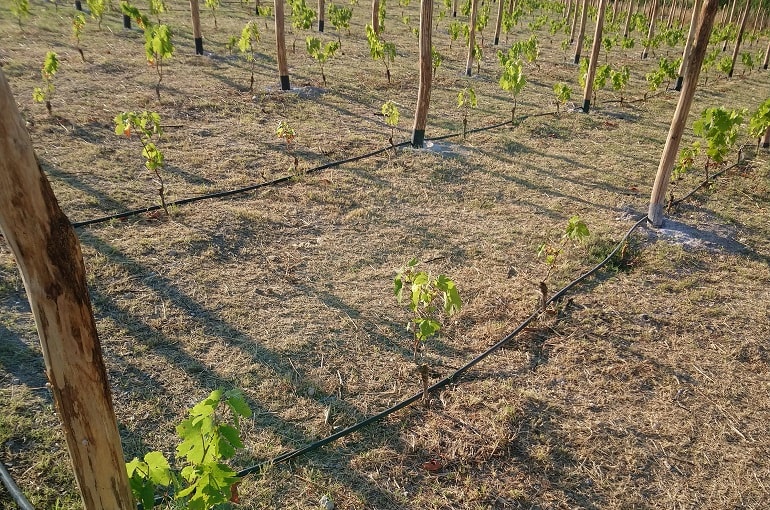 葡萄树的种植和株距 - 每公顷的株数