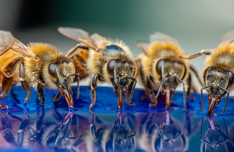 꿀벌에게 먹이를 주는 방법