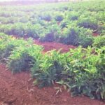 Coltivare pomodori all'aperto a scopo commerciale - Guida completa alla coltivazione dei pomodori all'aperto