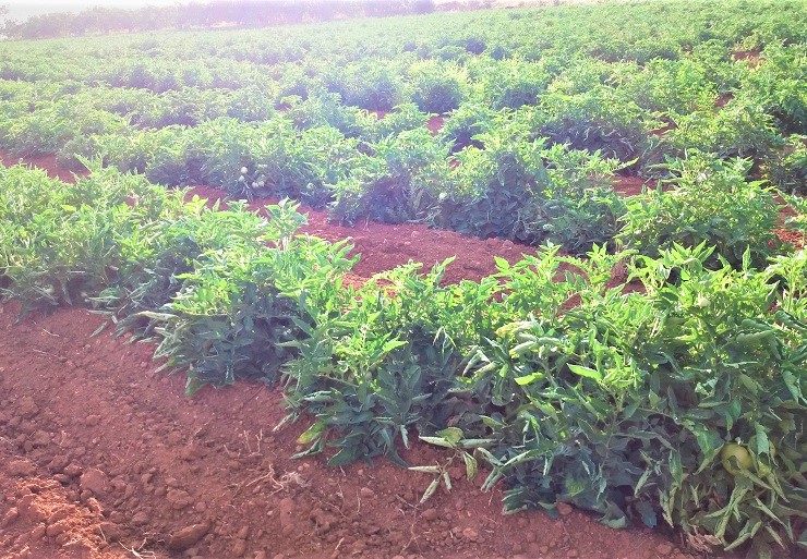 Coltivare pomodori all'aperto a scopo commerciale - Guida completa alla coltivazione dei pomodori all'aperto