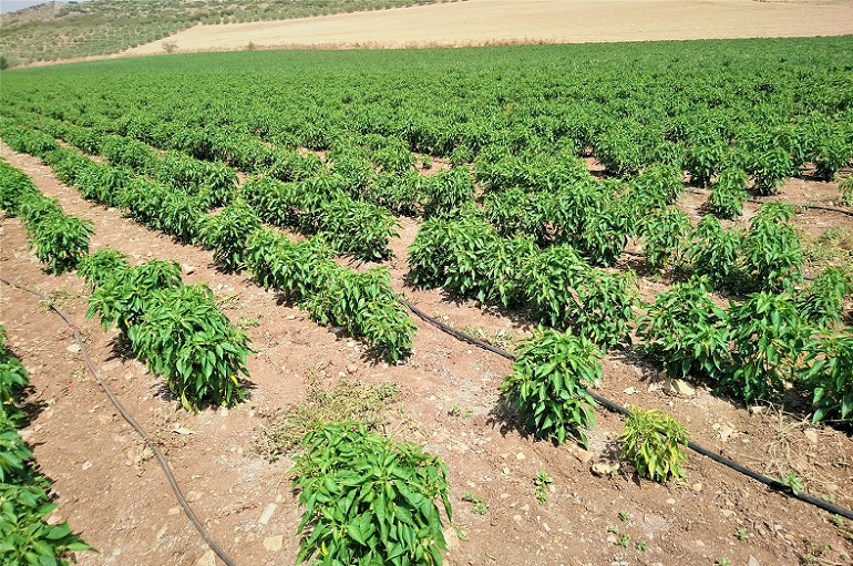 coltivazione del peperone pieno campo