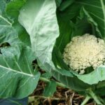 Come coltivare facilmente il cavolfiore a casa - Coltivazione del cavolfiore nel cortile