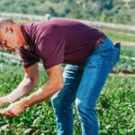Come coltivare gli spinaci: dalla semina alla raccolta