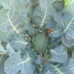 Come coltivare i broccoli a casa - Coltivazione dei broccoli nel cortile