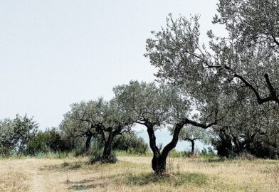 Fragen und Antworten zum Olivenbaum