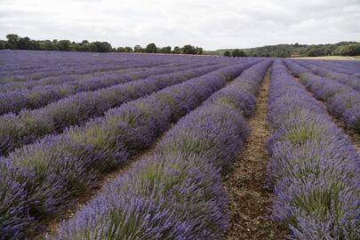 Gewinnorientierter Anbau von Lavendel