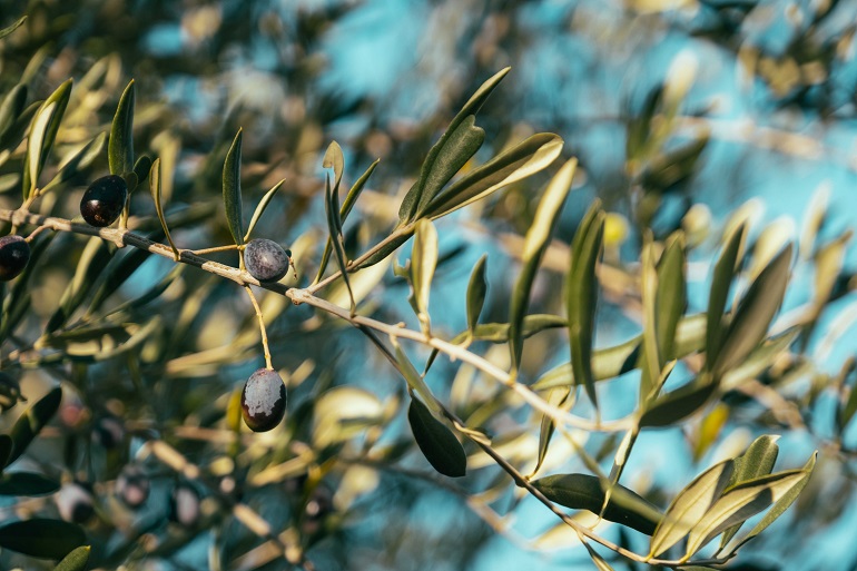 Informationen zum Olivenbaum – Hat ein Olivenbaum tiefe Wurzeln?