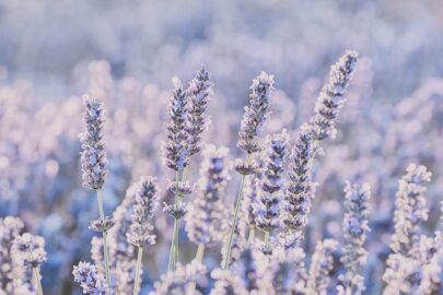 Informationen zur Lavendelpflanze – Welche Eigenschaften hat Lavendel?