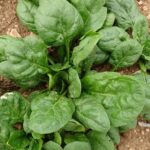 Informazioni e usi della pianta di spinaci
