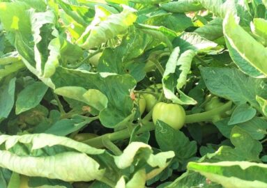 Informazioni sulla pianta di pomodoro
