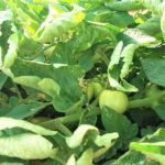 Informazioni sulla pianta di pomodoro