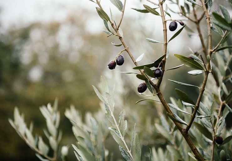 Klimatische Bedingungen für Olivenbäume – Temperaturanforderungen – Welche Klima braucht Olivenbäume? – Welche Temperaturen vertragen Oliven?