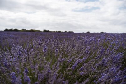 Kulturbedingungen für Lavendel – Welchen Boden für Lavendel?