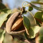 Mandelbaumernte und - erträge - mandelbaum früchte ernten