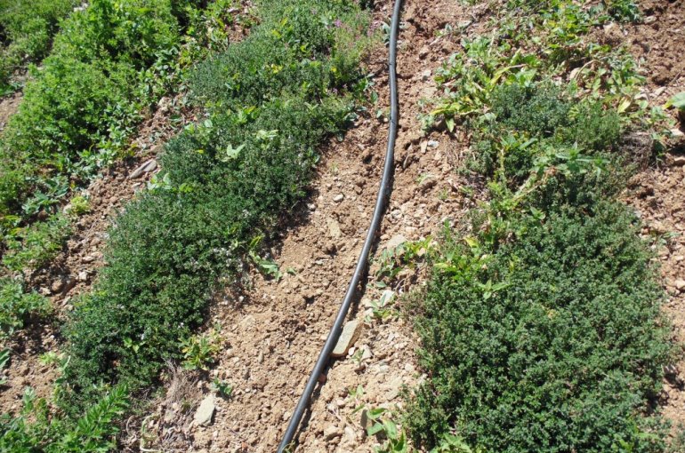 Irrigazione delle piante di timo