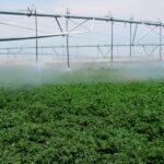 Requisiti idrici delle patate e sistemi di irrigazione