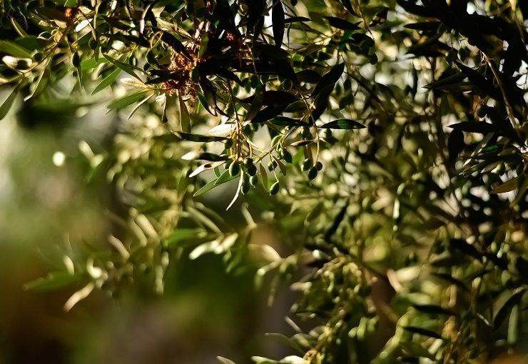 Wasserbedarf von Olivenbäumen