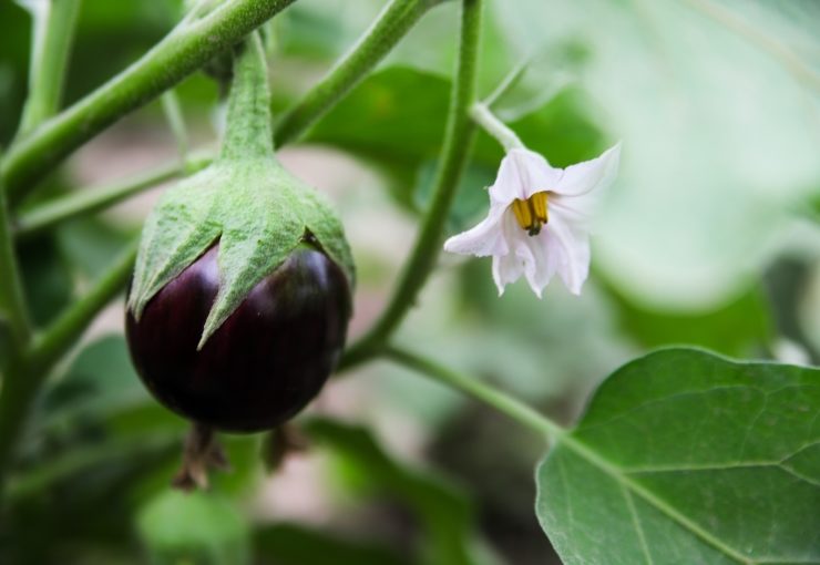 Solanum melongena L.